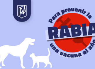 Para prevenir la rabia, una vacuna al año