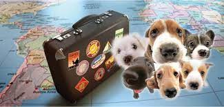 Documentación necesaria para viajes al exterior con animales de compañía