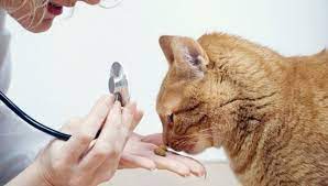 Día del Animal | Una Salud nuestro compromiso