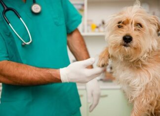 INTERMÉDICA Una aberración a la salud pública.