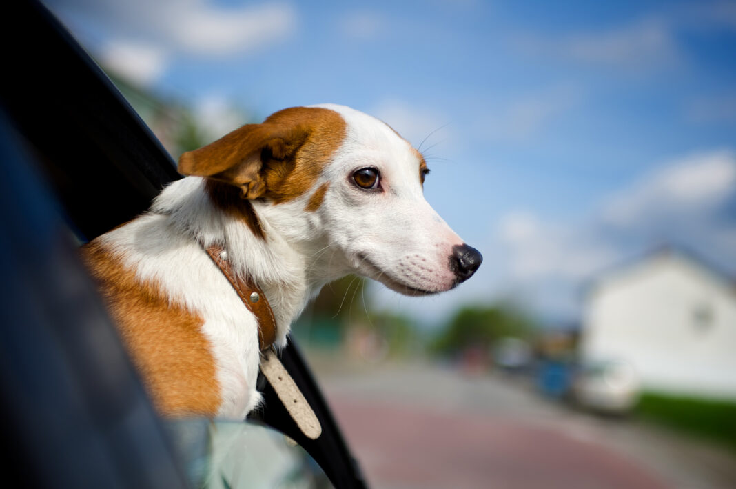 SENASA publicó los requisitos para viajar con animales de compañía.