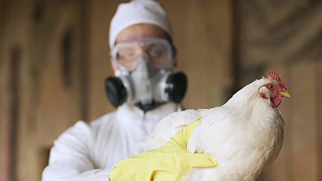 Declaran el alerta preventiva ante el avance de la influenza aviar.