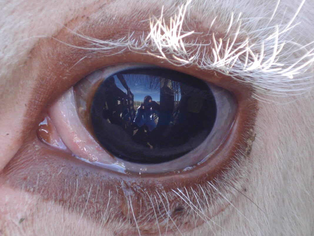 Reflejo veterinario, Jorge Koslowski.
