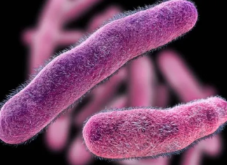 Alerta por casos de Salmonella y Shigella en Berazategui Salmonella Shigella Berazategui
