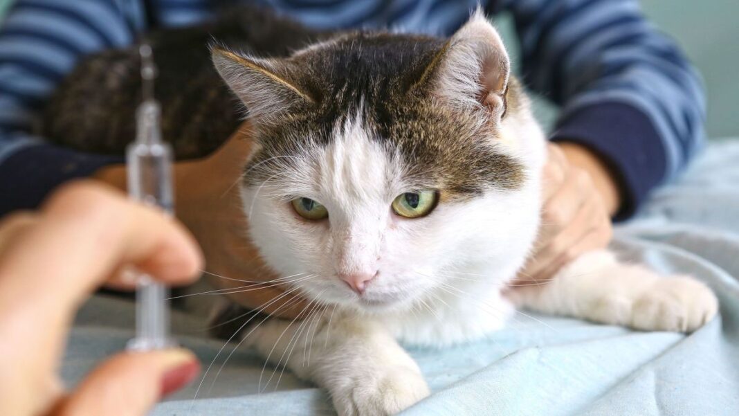 Gato rabia