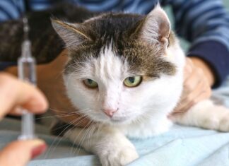 Se detectó un caso de Rabia en Laprida Gato rabia
