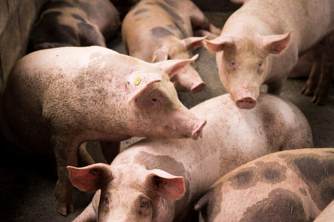 Alerta epidemiológica por posible brote de Triquinosis en el suroeste de la provincia.