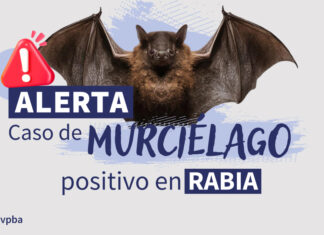 Confirman un caso de rabia en murciélago hallado en pleno centro de Luján