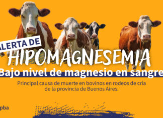 Alerta de Hipomagnesemia en bovinos: un riesgo en Rodeos de Cría