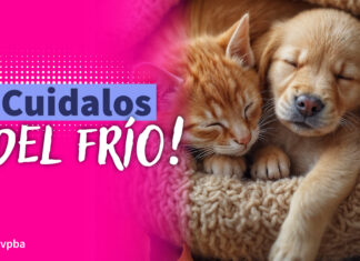 Cuidalos del frío – Animales de compañia