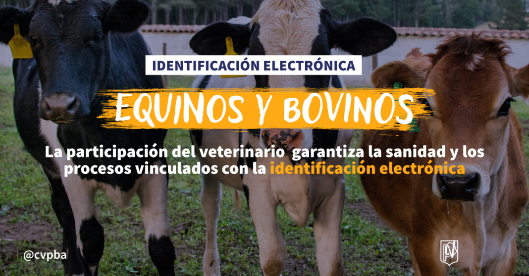EQUINOS Y BOVINOS-03