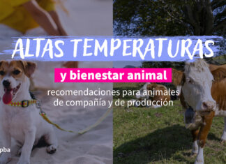 Altas temperaturas y bienestar animal