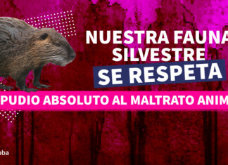 Maltrato animal contra un coipo en Bahía Blanca